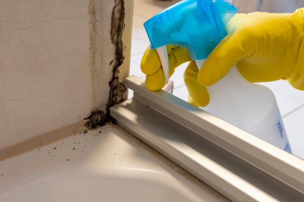Best Mold Testing and Inspection Services in West Cape May, NJ