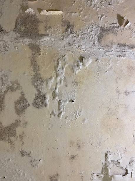 Best Black Mold Remediation in West Cape May, NJ