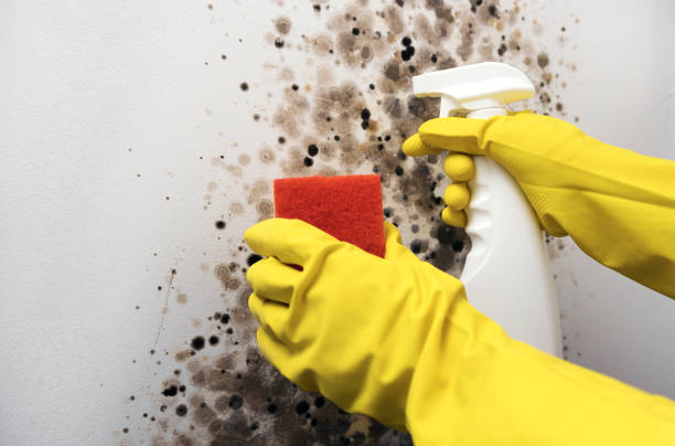 Best Industrial Mold Remediation in West Cape May, NJ